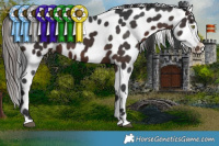 Horse Color:Brown Appaloosa