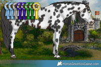 Horse Color:Brown Appaloosa