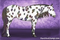 Horse Color:Nacre Liver Chestnut Near Leopard