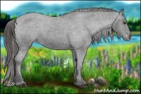 Horse Color:Liver Chestnut Appaloosa