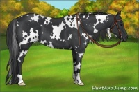 Horse Color:White Spotted Black 