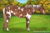 Horse Color:White Spotted Chestnut 