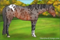 Horse Color:Brown Appaloosa