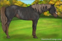 Horse Color:Liver Chestnut Rabicano 