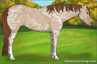 Horse Color:Red Dun Ice 