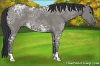 Horse Color:Grullo Ice 