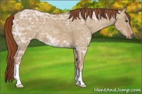 Horse Color:Red Dun Ice