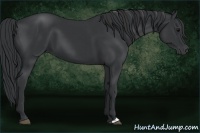 Horse Color:Black and Black