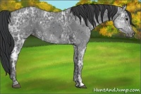 Horse Color:Black Ice 