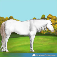 Horse Color:Chestnut Blanket and Chestnut Blanket