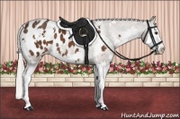 Horse Color:White Spotted Silver Bay Splash Appaloosa