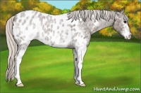 Horse Color:White Spotted Silver Blue Roan Appaloosa