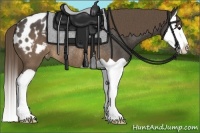 Horse Color:Buckskin Splash Blanket Rabicano 