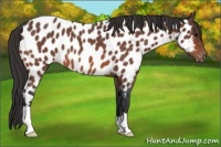 Horse Color:Bay Roan Appaloosa 