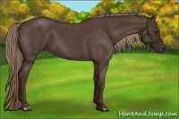 Horse Color:Liver Red Roan 