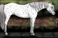 Horse Color:Blue Roan Near Leopard Rabicano 
