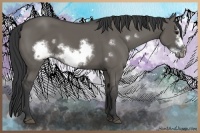 Horse Color:Grullo Frame