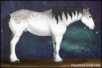 Horse Color:White Spotted Grullo