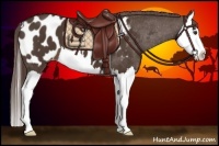 Horse Color:Liver Chestnut Splash Appaloosa 