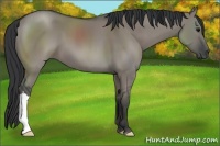 Horse Color:Grullo 
