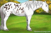 Horse Color:White Spotted Liver Chestnut Blanket