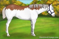 Horse Color:Silver Bay Splash Rabicano 