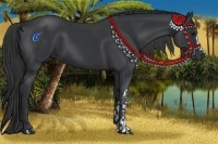 Horse Color:Black and Black