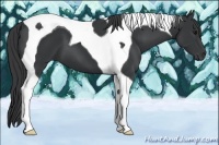 Horse Color:Black Tobiano 