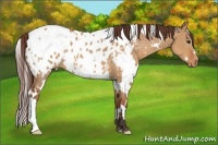Horse Color:White Spotted Bay Dun Appaloosa 