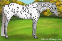 Horse Color:Smoky Black Blanket
