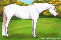 Horse Color:Bay Dun Appaloosa 