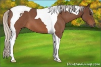 Horse Color:Silver Bay Roan Tobiano 