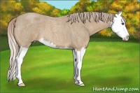 Horse Color:Palomino Roan Splash
