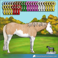 Horse Color:Palomino Roan Splash