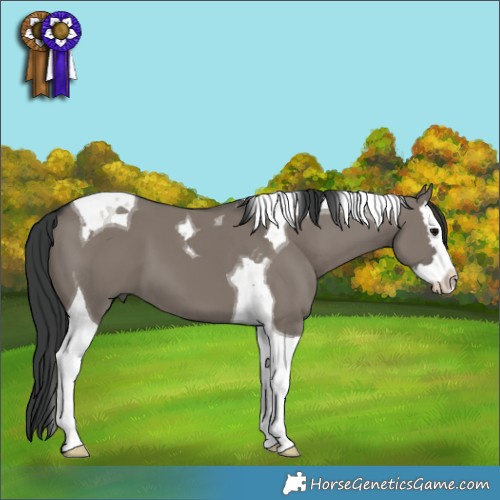 Horse Color:Grullo Splash Tobiano 