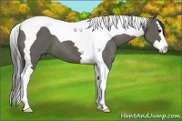 Horse Color:Grullo Splash Tobiano 