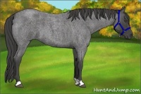 Horse Color:Smoky Blue Roan