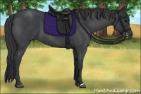 Horse Color:Blue Roan 