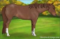 Horse Color:Red Roan