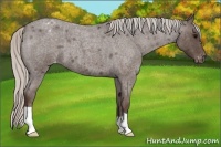 Horse Color:Silver Blue Roan Varnish 