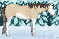 Horse Color:Classic Champagne Roan Dun Splash