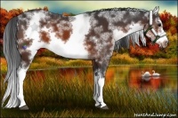 Horse Color:White Spotted Brown Splash Frame 