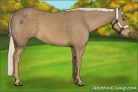 Horse Color:Palomino