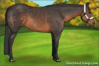 Horse Color:Buckskin 