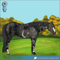 Horse Color:White Spotted Black Ice and White Spotted Grullo Ice