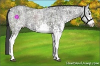 Horse Color:White Spotted Black Ice and White Spotted Black Ice
