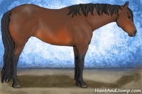 Horse Color:Bay Sabino 