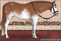 Horse Color:White Spotted Chestnut Splash 
