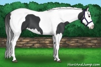 Horse Color:Black Splash Tobiano