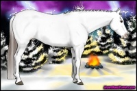 Horse Color:Liver Chestnut Appaloosa 